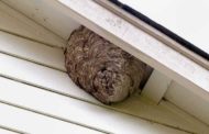 Shinde Pest Control Service