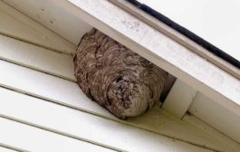 Shinde Pest Control Service