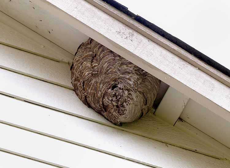 Shinde Pest Control Service